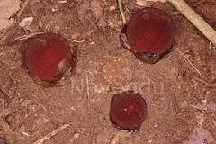 Balanophora fungosa subsp. indica